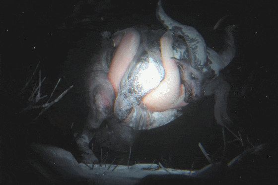 [3D/无修/CV]ZMSFM 12月新作：塞布尔+影心 [992.8MB]-1.gif