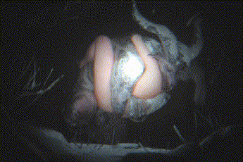 [3D]黎明杀机-赛布尔-兽交 [172.3MB]-2.gif