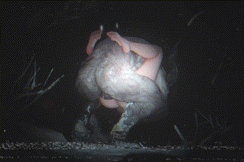 [3D]黎明杀机-赛布尔-兽交 [172.3MB]-3.gif